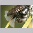 Stylops melittae - Faecherfluegler m19 5mm an Andrena vaga.jpg